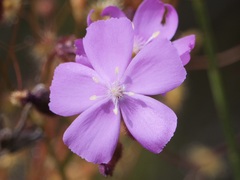 Drosera drummondii