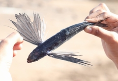 Cheilopogon