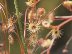 Drosera drummondii
