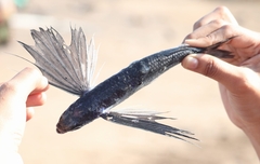 Cheilopogon
