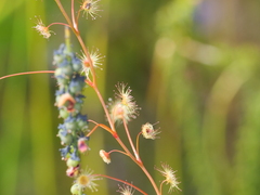 Drosera drummondii