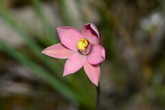 Thelymitra luteocilium