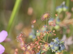 Drosera drummondii