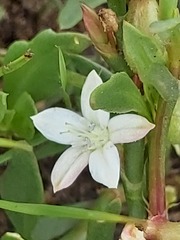 Oxygonum dregeanum