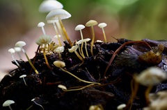 Strobilurus conigenoides