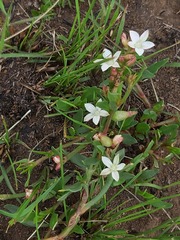 Oxygonum dregeanum