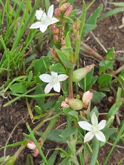 Oxygonum dregeanum