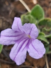 Ruellia cordata