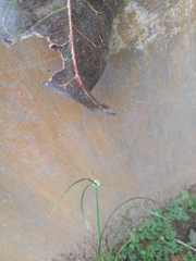 Cyperus mindorensis