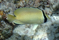 Chaetodon citrinellus