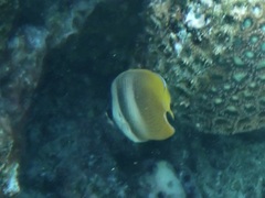 Chaetodon kleinii