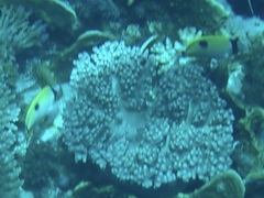 Chaetodon unimaculatus