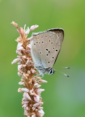 Lycaena hippothoe