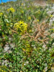 Lyperia lychnidea