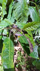 Solanum inaequilaterum