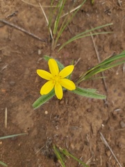 Hypoxis hemerocallidea