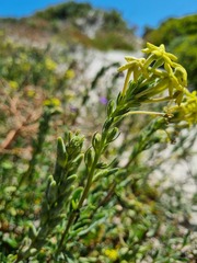 Lyperia lychnidea