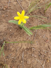 Hypoxis hemerocallidea