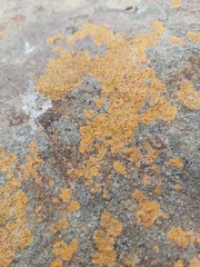 Flavoplaca