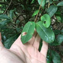 Cryptolepis sinensis