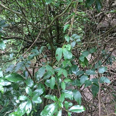Cryptolepis sinensis