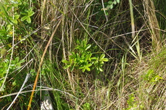 Acaena pallida