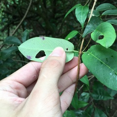 Cryptolepis sinensis