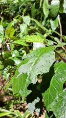 Solanum inaequilaterum