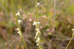 Struthiola ciliata