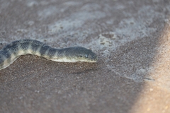 Hydrophis schistosus