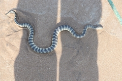 Hydrophis schistosus