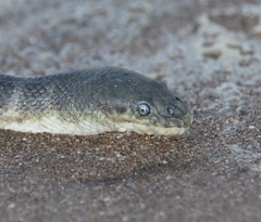 Hydrophis schistosus