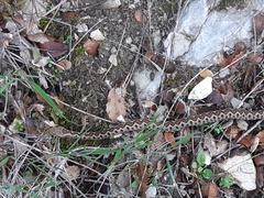 Vipera ammodytes