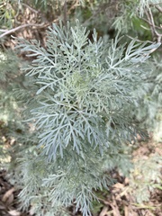 Artemisia arborescens