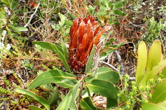Protea obtusifolia