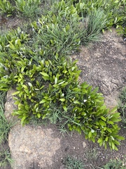 Parinari capensis capensis