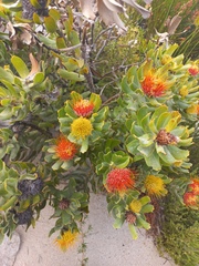 Leucospermum oleifolium