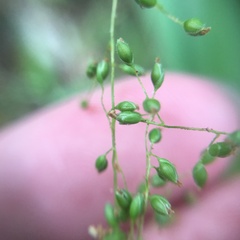 Panicum sarmentosum