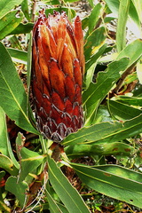 Protea obtusifolia