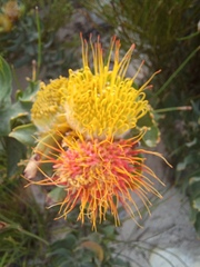 Leucospermum oleifolium