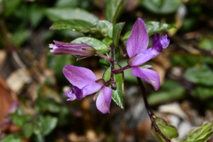 Polygala japonica