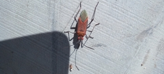 Leptocoris