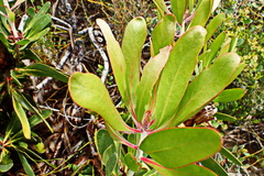 Protea obtusifolia