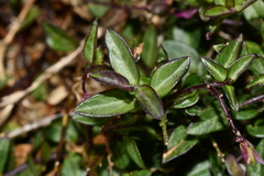 Polygala japonica