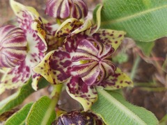 Pachycarpus concolor