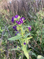 Anchusa officinalis