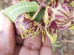 Pachycarpus concolor