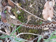 Vipera ammodytes
