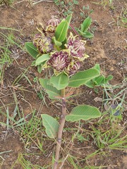 Pachycarpus concolor