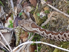 Vipera ammodytes